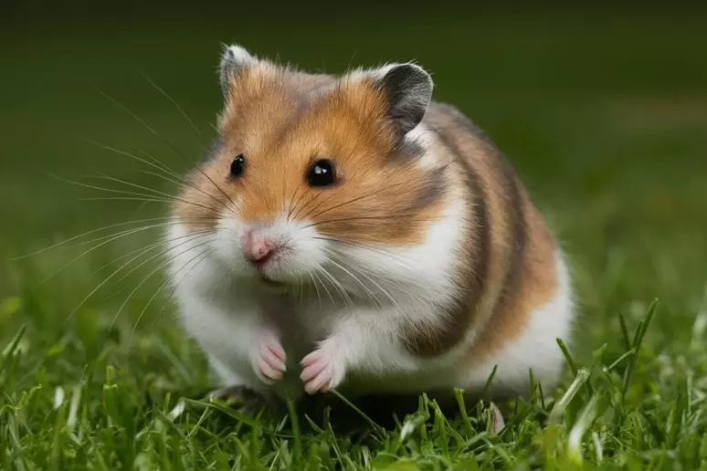 gaiola para hamster imagem destacada